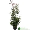 Photinia Fraseri 'Red Robin' 80cm Tall (IT) -Garden Care 5021768000991