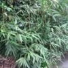 Pseudosasa Japonica Bamboo Plant 1.25m Tall (IT) -Garden Care 5021768004678