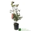 Photinia Fraseri 'Red Robin' 5Ltr Pot -Garden Care 5021768015520 ae7612ca c155 41a6 b8e4 b5ee27d011a6