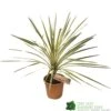 Cordyline Australis 'Torbay Dazzler' 60cm Tall (IT) -Garden Care 5021768016725