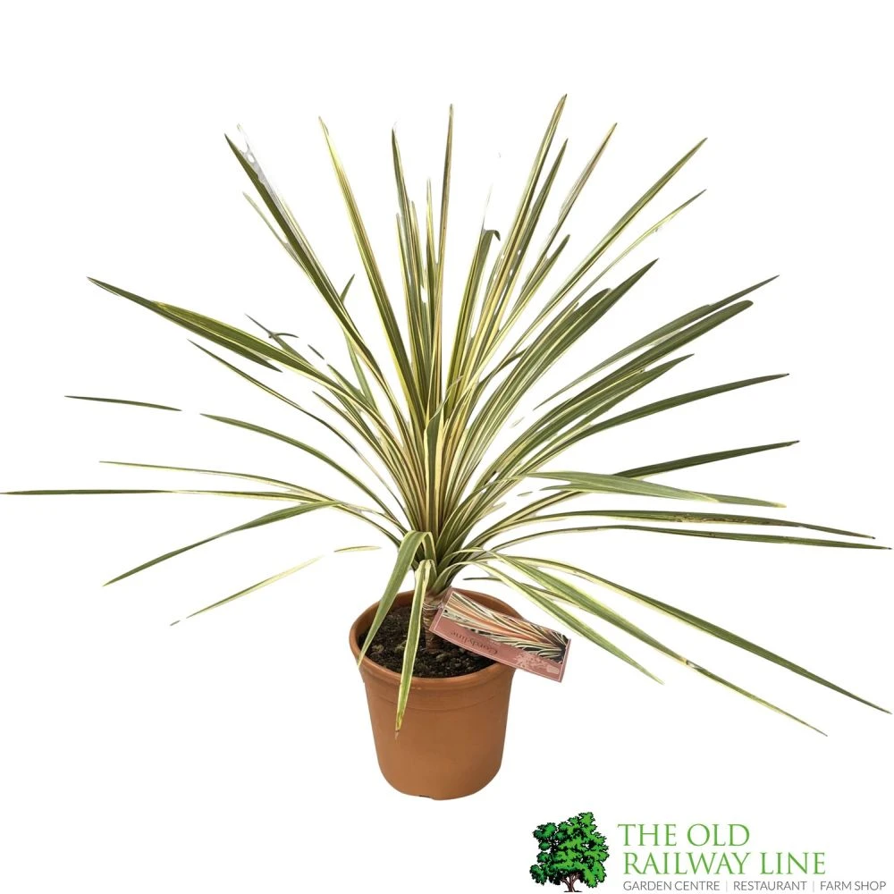 Cordyline Australis 'Torbay Dazzler' 60cm Tall (IT) 3 Cordyline Australis 'Torbay Dazzler' 60cm Tall (IT)