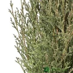 Cupressus Sempervirens 'Totem' Conifer 1m Tall (IT) -Garden Care 5021768016893 2 2567bd5e 82df 4e87 a69f 709a21294ea3