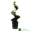 Ilex Crenata Spiral Topiary Plant 100cm Tall 12 Ltr Pot -Garden Care 5021768025673 7bd3a5e8 335a 4311 8df1 7882edb16de0