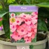 Phlox 'Sweet Summer Dream Orange Rose' 3Ltr Pot -Garden Care 5021768048603
