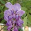Wisteria Sinensis Climber 1.8m Tall (IT) -Garden Care 5021768050873