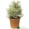 Pittosporum Tenuifolium 'Silver Queen' Plant 50cm Tal (IT)