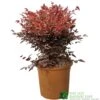 Nandina Domestica 'Obsessed' Heavenly Bamboo 30cm Tall (IT) -Garden Care 5021768064047
