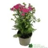 Achillea 'New Vintage Violet' 3Ltr Pot