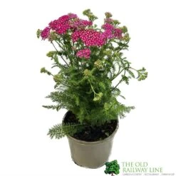 Achillea 'New Vintage Violet' 3Ltr Pot