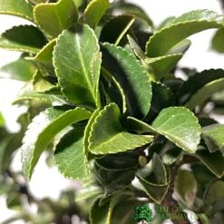 Euonymus Japonicus 'Benkomasaki' 40cm Tall (IT) -Garden Care 5021768087787 3