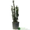 Euonymus Japonicus 'Benkomasaki' 40cm Tall (IT) -Garden Care 5021768087787 6f18793a 5e1c 48d9 9380 1f6614cb3354