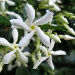 Trachelospermum Jasminoides 'Star Jasmine' Tripod Climber 120cm Tall (IT) -Garden Care 5021768087930 2 e192d392 7a65 4b82 b30c 4daa1dd0ffc3