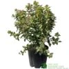 Viburnum Tinus 'Eve Price' Laurustinus Plant 60cm Tall (IT)