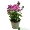 Phlox 'Sweet Summer Rose' 3Ltr Pot 1 Phlox 'Sweet Summer Rose' 3Ltr Pot -Garden Care 5021768099681
