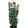 Jasminum Officinale 'Clotted Cream' Jasmine Climber On Trellis 20 Ltr Pot -Garden Care 5021768099698 b819f48d 901c 45ea b5cc 9495cba2dfed