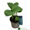 Hosta 'Bressingham Blue' 5ltr Pot -Garden Care 5021768116111 94e94219 b07e 4f53 8906 37fdd8e3858e