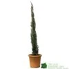 Cupressus Sempervirens 'Totem' Conifer 80cm Tall (IT) -Garden Care 5021768116425 efad9836 0403 4193 922a 86d516d18e3a