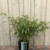 Fargesia Robusta 'Pingwu' Bamboo Plant 9 Ltr -Garden Care 5021768116609 5e54cbec c42e 4503 a6c5 676294f59d3c