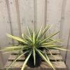 Yucca Filamentosa 'Colour Guard' Plant 3Ltr Pot -Garden Care 5021768122853 5cec7533 d6ba 4957 8be1 0be63cec591f
