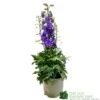 Delphinium Delgenius 'Breezin' 3Ltr Pot 1 Delphinium Delgenius 'Breezin' 3Ltr Pot -Garden Care 5021768141939