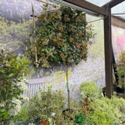 Photinia X Fraseri 'Red Robin' Pleached Form 2m Tall -Garden Care 5021768148341 3