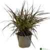 Pennisetum 'Chelsea' 2Ltr Pot -Garden Care 5021768150221
