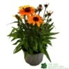 Echinacea 'Sunseekers Clementine' 3Ltr Pot 1 Echinacea 'Sunseekers Clementine' 3Ltr Pot -Garden Care 5021768164761