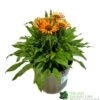 Echinacea 'Prima Saffron' 3Ltr Pot 2 Echinacea 'Prima Saffron' 3Ltr Pot -Garden Care 5021768165874