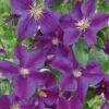 Clematis 'Star Of India' Climber 3 Ltr Pot -Garden Care 5025338001418
