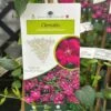Clematis Viticella 'Royal Velours' Climber 3Ltr Pot -Garden Care 5025338001623