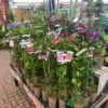 Clematis 'Summer Hybrids' Mixed Variety 2Ltr Pot -Garden Care 5025338003023