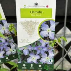 Clematis 'Blue Angel' Climber 2Ltr Pot