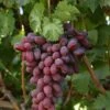Grape 'Crimson Seedless' 3Ltr Pot 2 Grape 'Crimson Seedless' 3Ltr Pot -Garden Care 5025338005676