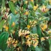 Lonicera Japonica 'Copper Beauty' 3Ltr Pot -Garden Care 5025338005850