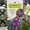 Clematis 'Night Veil' Climber 3Ltr Pot -Garden Care 5025338009056