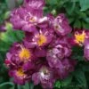David Austin 'Veilchenblau' Rambling Rose6Ltr Pot -Garden Care 5031825006125 b4868627 6d87 4fc5 998d ac91250284d6