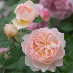 David Austin 'Gentle Hermione' Pink English Rose 6Ltr Pot 10 David Austin 'Gentle Hermione' Pink English Rose 6Ltr Pot -Garden Care 5031825016971 4