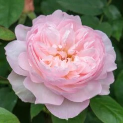 David Austin 'Gentle Hermione' Pink English Rose 6Ltr Pot 11 David Austin 'Gentle Hermione' Pink English Rose 6Ltr Pot -Garden Care 5031825016971 5