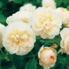 David Austin 'Lichfield Angel' Cream English Shrub Rose 6Ltr Pot -Garden Care 5031825017589 c0d65ef7 67d5 435e 9a62 74951c15ab7d