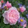 David Austin 'Wisley 2008' English Shrub Rose6Ltr Pot -Garden Care 5031825019019 f6461d5d 6d5f 4fd9 9f1d 772244bc6bfa