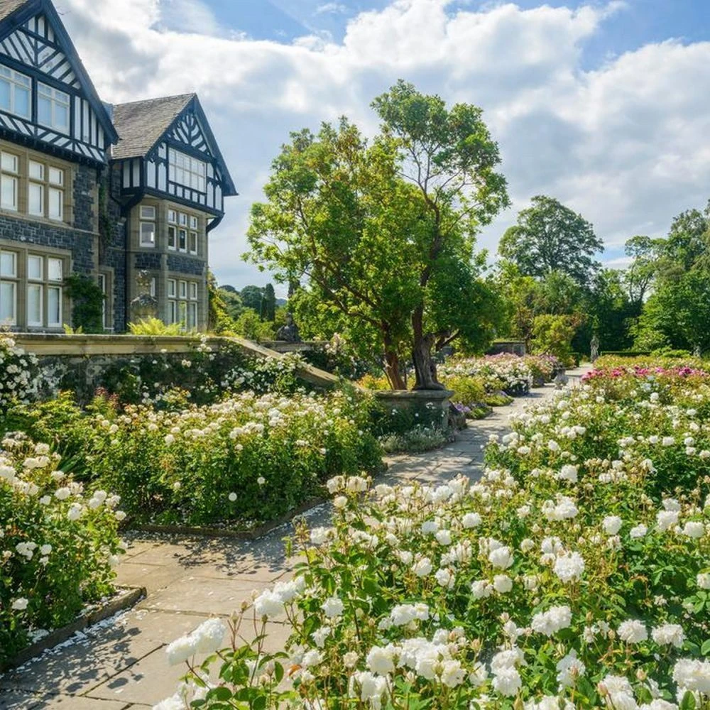 David Austin 'Susan Williams-Ellis' English Shrub Rose 6Ltr Pot 4 David Austin 'Susan Williams-Ellis' English Shrub Rose 6Ltr Pot - Image 2