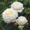 David Austin 'Tranquillity' White English Rose 6Ltr Pot -Garden Care 5031825020718 f0d9bda7 7c69 46e3 8a7f 46dcbd603ba0