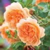 David Austin 'Dame Judi Dench' Orange English Rose 6Ltr Pot -Garden Care 5031825021739