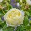David Austin 'Vanessa Bell' Pale Yellow English Rose 6Ltr Pot -Garden Care 5031825021753 f0766a4e 6721 4a00 b03c b80fec0bfd2d