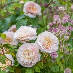 David Austin 'Emily Brontë' Pink English Rose 6Ltr Pot -Garden Care 5031825021869 3 9b7506c8 1c1e 4c44 9a3b 79c60ca6b933