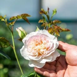 David Austin 'Emily Brontë' Pink English Rose 6Ltr Pot -Garden Care 5031825021869 4 96eaa3fc e893 40fc 9443 34a04989ee63