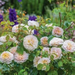 David Austin 'Emily Brontë' Pink English Rose 6Ltr Pot -Garden Care 5031825021869 5 fbe9841b df99 4482 a9d2 8bfe3d7a6101
