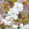 Prunus 'The Bride' Tree 12Ltr Pot -Garden Care 5038838004629