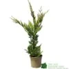 Cupressus 'Excalibur Gold' Conifer 3Ltr Pot -Garden Care 5050704420210 c0ec8803 f0f5 4b90 8fc7 c596ad17406a