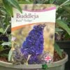 Buddleja Buzz 'Indigo' Plant 3Ltr Pot -Garden Care 5050704428308